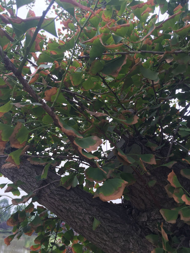 银杏叶子这样了是叶枯病吗?还是水多了,这个月雨水比较多