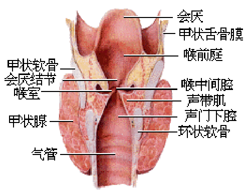 人体喉咙结构图图片