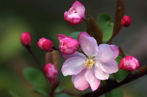 海棠花什麼時候開花的