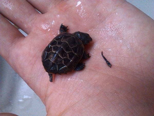 一个小珍珠龟(草龟)在蜕皮 发现尾巴断了 会再