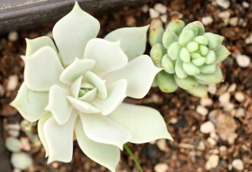 多肉植物用英文怎么说吖