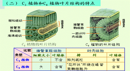 c4植物叶片的维管束薄壁细胞较大,其中含有许多较大的叶绿体,叶绿体没
