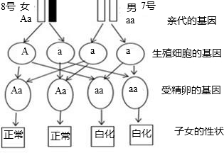 Aa和aa的遗传图解图片