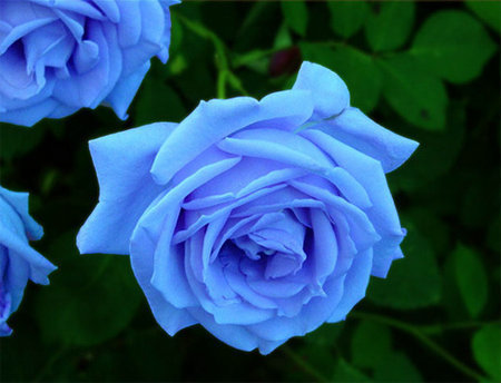 代表希望和未来的花是什么?