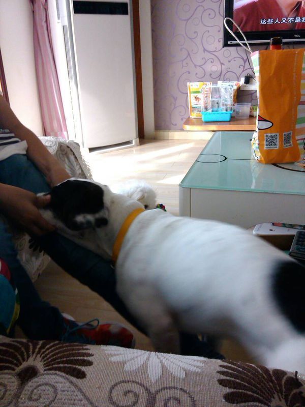 公狗发情期,九个月了,法国斗牛犬串串能卖多少