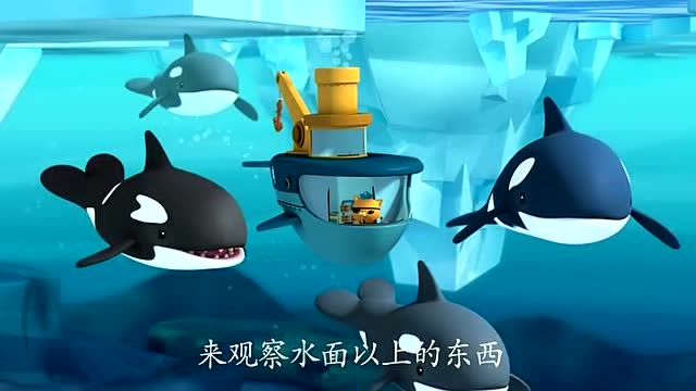 海底小纵队:虎鲸用浮窥观察水面上的东西