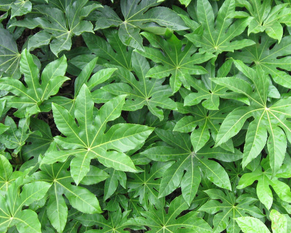 一种植物,八片叶子,红色的茎