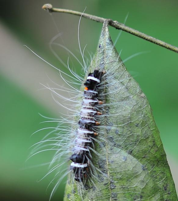 毛毛虫的松毛虫实验
