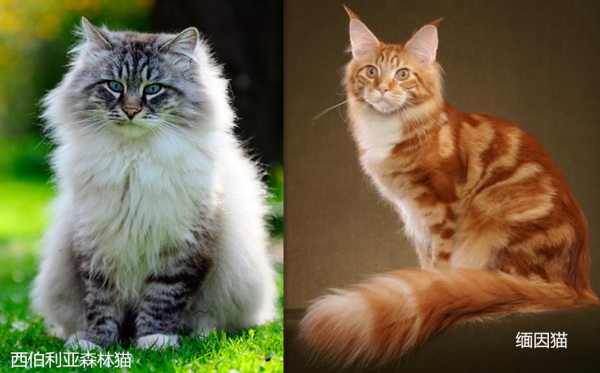 如何分辨缅因猫和西伯利亚森林猫