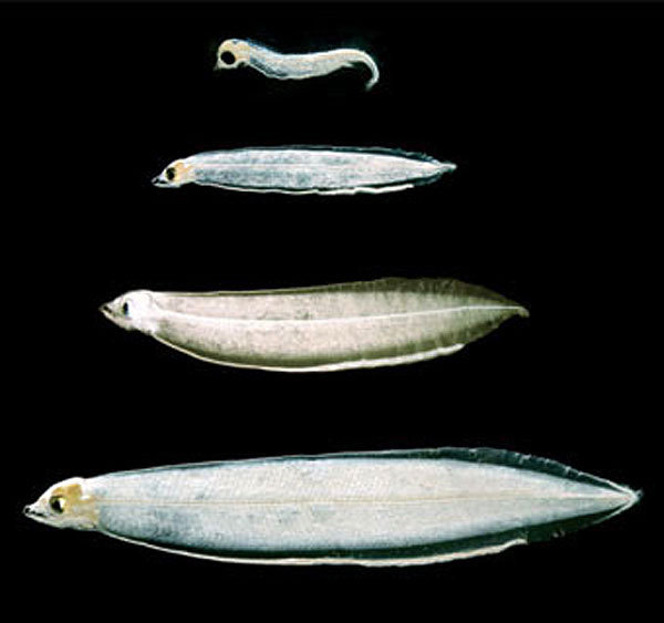 先来说说元太君最喜欢吃的那种鳗鱼,日本鳗( anguilla japonica )也就