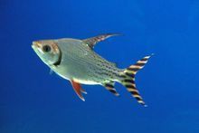 星点龙、飞凤、帝王三间和鹦鹉鱼可以混养吗?