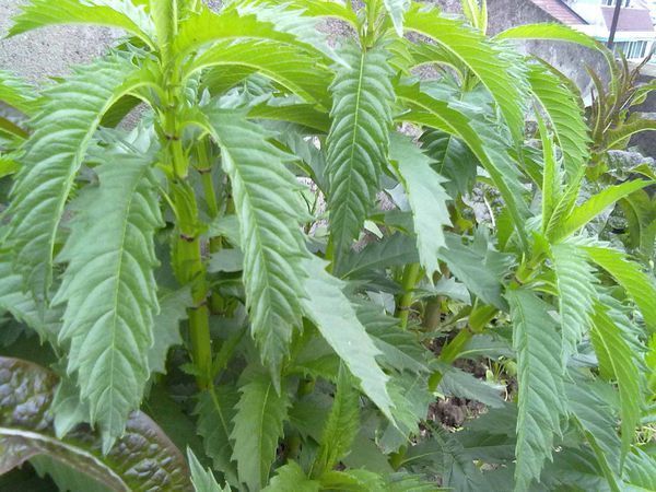 地笋是什么样子的