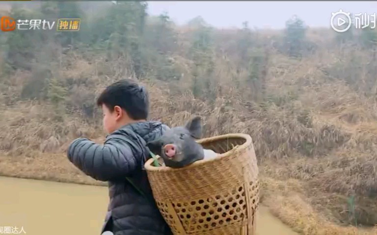 乐华娱乐ceo的儿子参加变形记背猪?