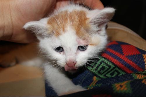 小猫生病自己能好吗