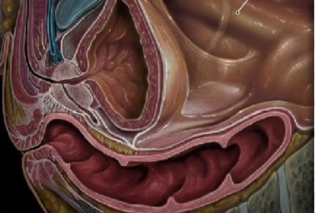 哪些是腹膜内位间位和外位器官