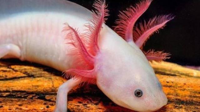 世界上最强大 再生能力的 动物,不仅能 再生器官,还能 再生大脑