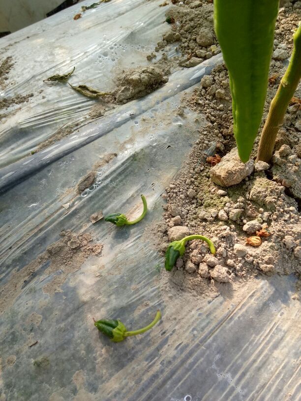 授粉期温度控制不当,过高或者过低,花芽发育不良,缺硼都会引起授粉