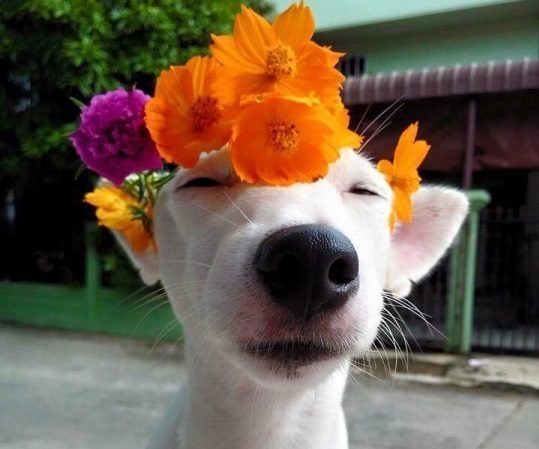 白色狗叼着粉花的照片 就这个的原图