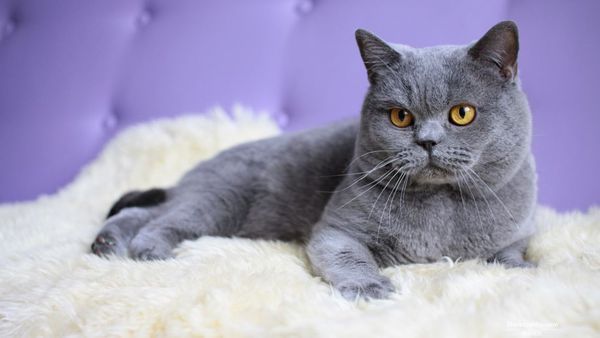 刚抱回家的小猫一直叫是怎么回事?