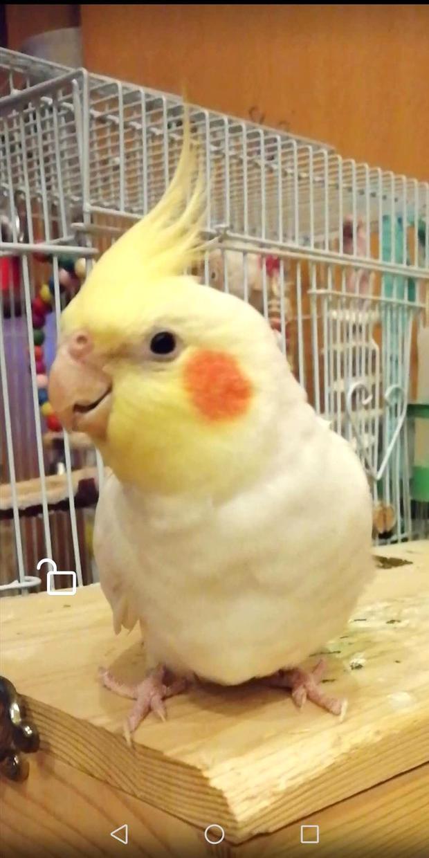 我家鹦鹉不小心飞出去了,帮我找找吧!