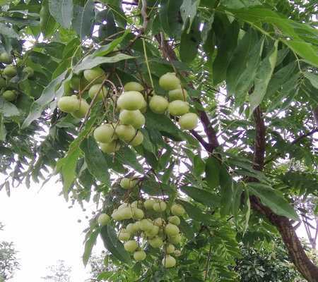 树干与叶子似金钱树,果子如下图片,请知者指教.