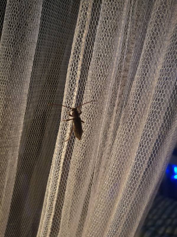 租的房子经常有这种虫子,是什么虫子啊,两个大触角,六条腿,粽黑色