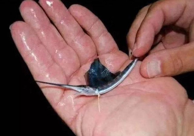 幼崽和成年不一样