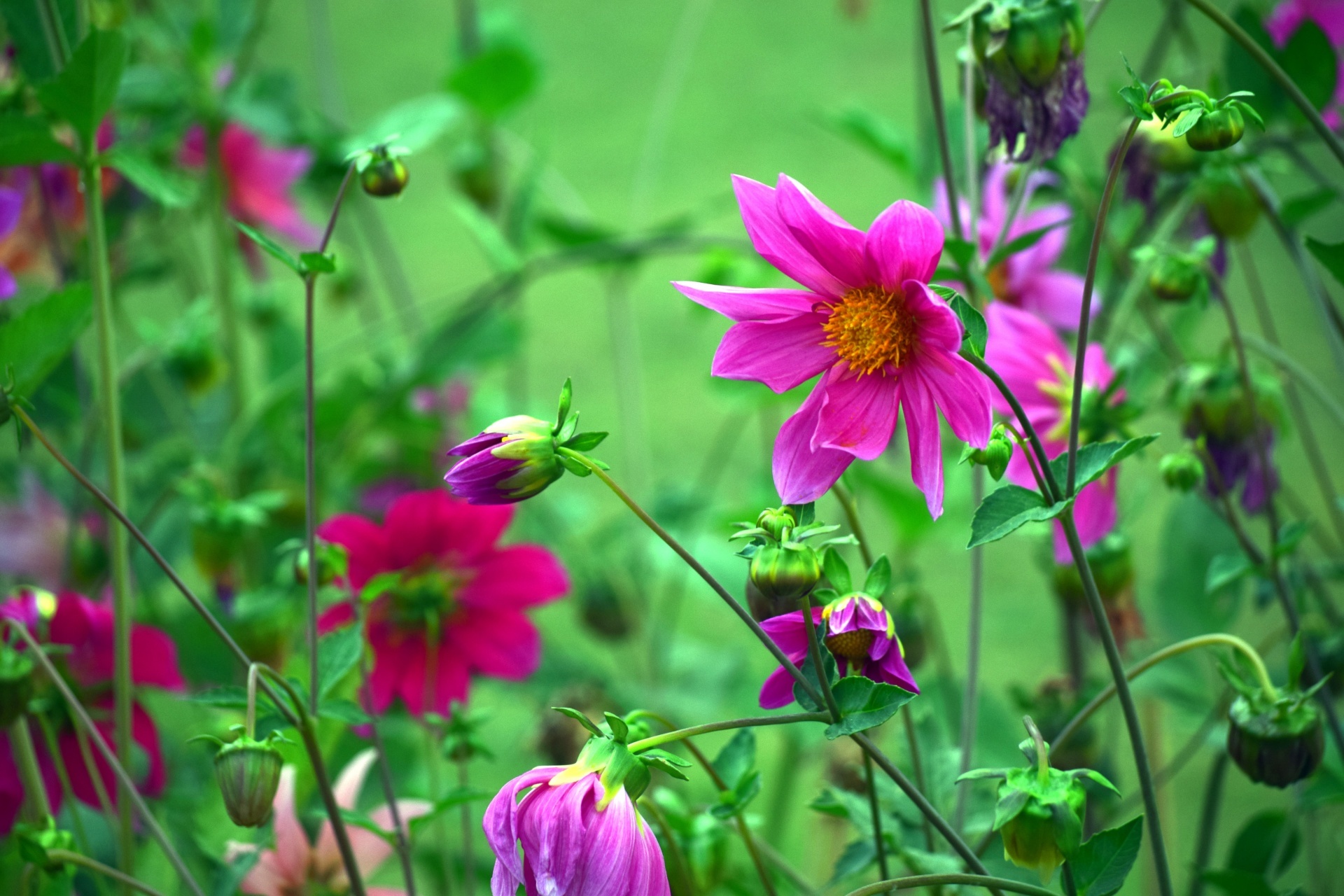 大丽花花卉桌面壁纸[图8]