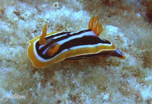 海兔的图片