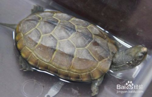 乌龟怎么看年龄