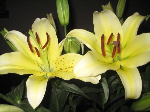 柳叶合心是什么意思