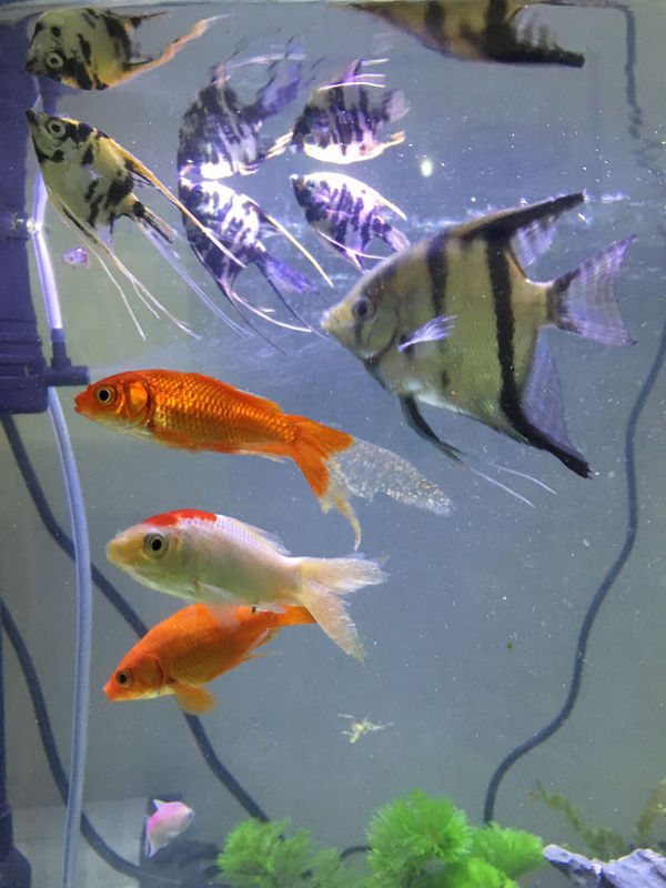 而且所以大小鱼身上感染白斑.水草也开始陆续枯死.小的神仙