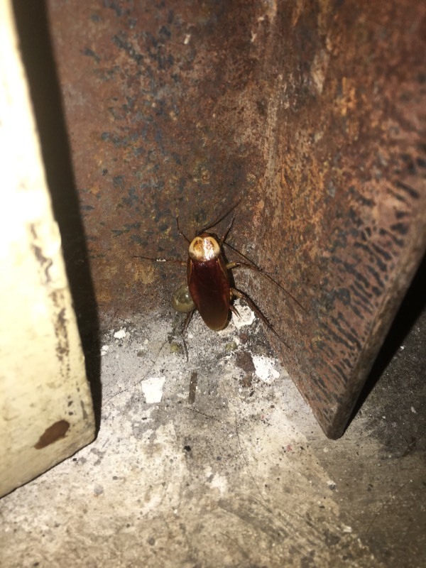 家里发现一只5厘米左右大蟑螂,请问家里还会发现这么大的么,以前家