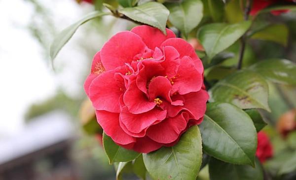 山茶花什么季节开花?