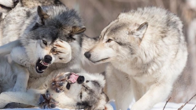 二哈混进 狼群里,拐个狼族媳妇,还当上了 首领!人生赢家啊