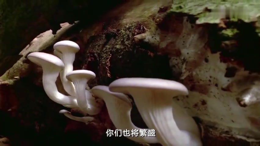 [图]《大自然在说话 Nature is Speaking》01大自然母亲