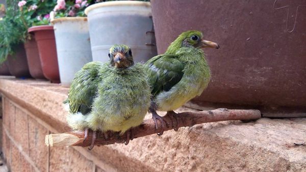 这是什么鸟,嘴像鸽子,我们俗称绿斑鸠