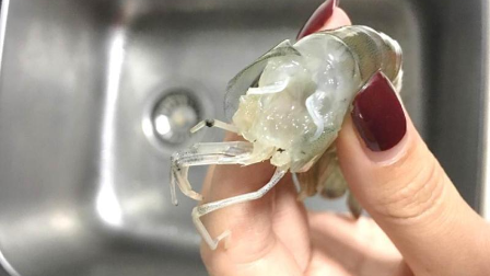 "大虾长寄生虫"视频又现朋友圈 专家揭秘"虫子"正身