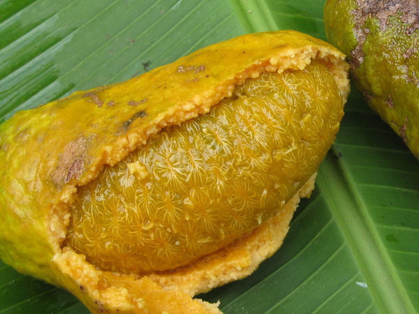 信丰野果黄色外皮长的圆的,里面很多籽的是什么