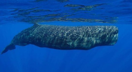 易碎双腔龙和蓝鲸谁更大?为什么?_360问答