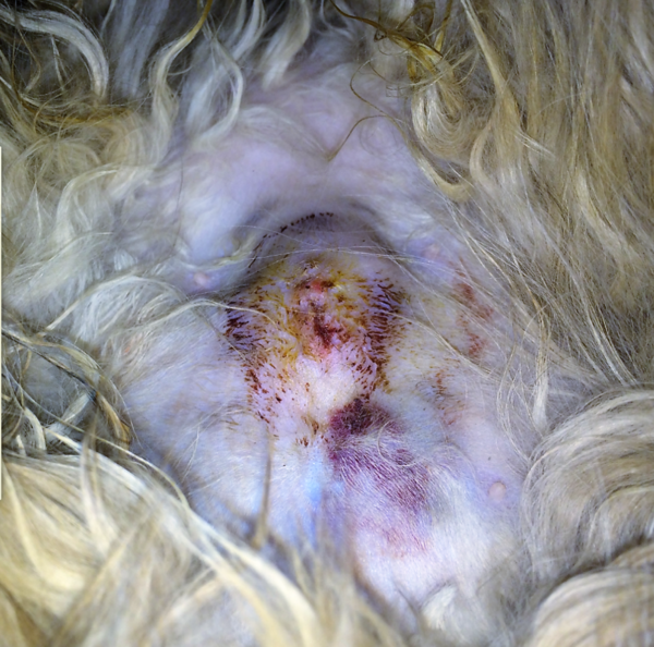 我想问问 我家母猫绝育已经3天了 打了2天消炎