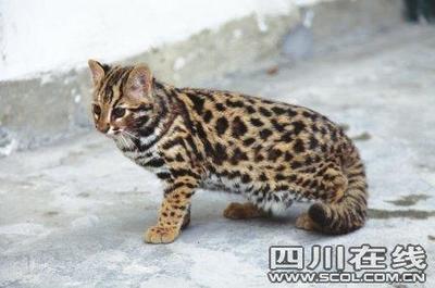 05 豹猫(猫科动物) 豹猫(学名:prionailurus bengalensis)别名铜钱猫
