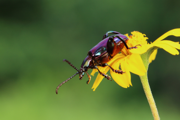 葛根虫长大后是什么昆虫?