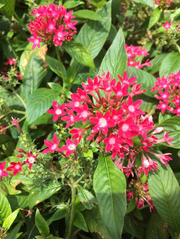 如图开红色五瓣小红花的草本植物叫什么?