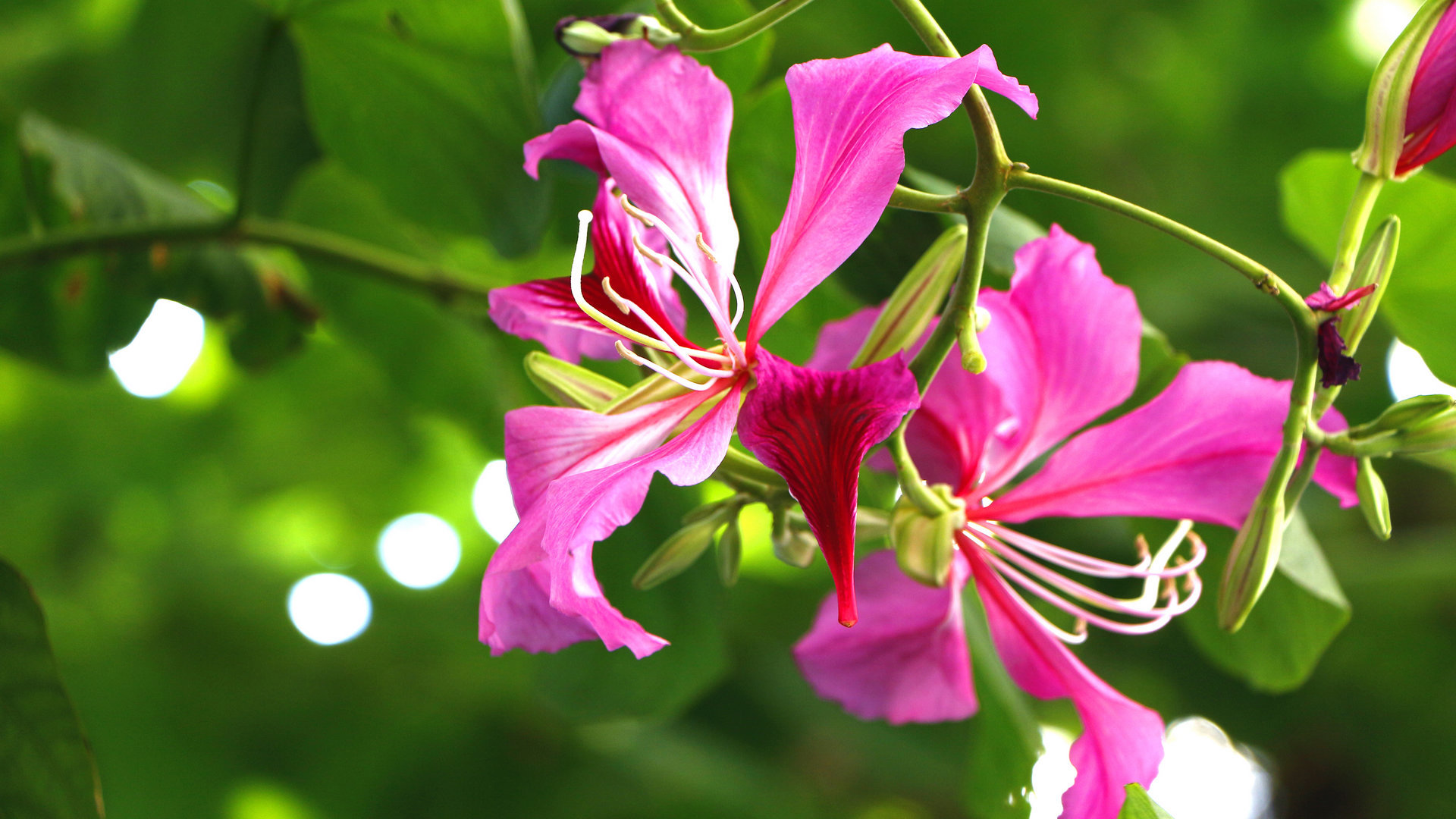 紫荆花花卉桌面壁纸[图3]