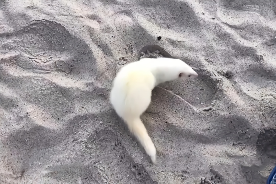长相奇特的 小白貂,因毛皮遭到人类捕杀,还被当成宠物饲养