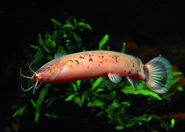 什么鱼有电图片欣赏