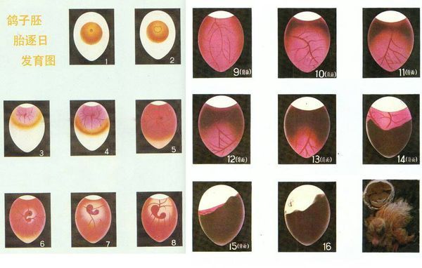 鸽子蛋的内部结构简图图片