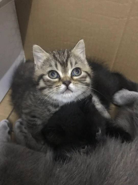 这种英国短毛猫金虎斑小猫大概多少钱?