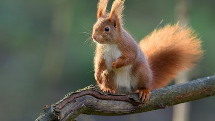 松鼠除了储存食物和在树上晒蘑菇,还有什么习